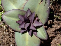 Eucomis schijffii from above